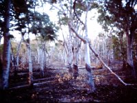 Rubber trees.